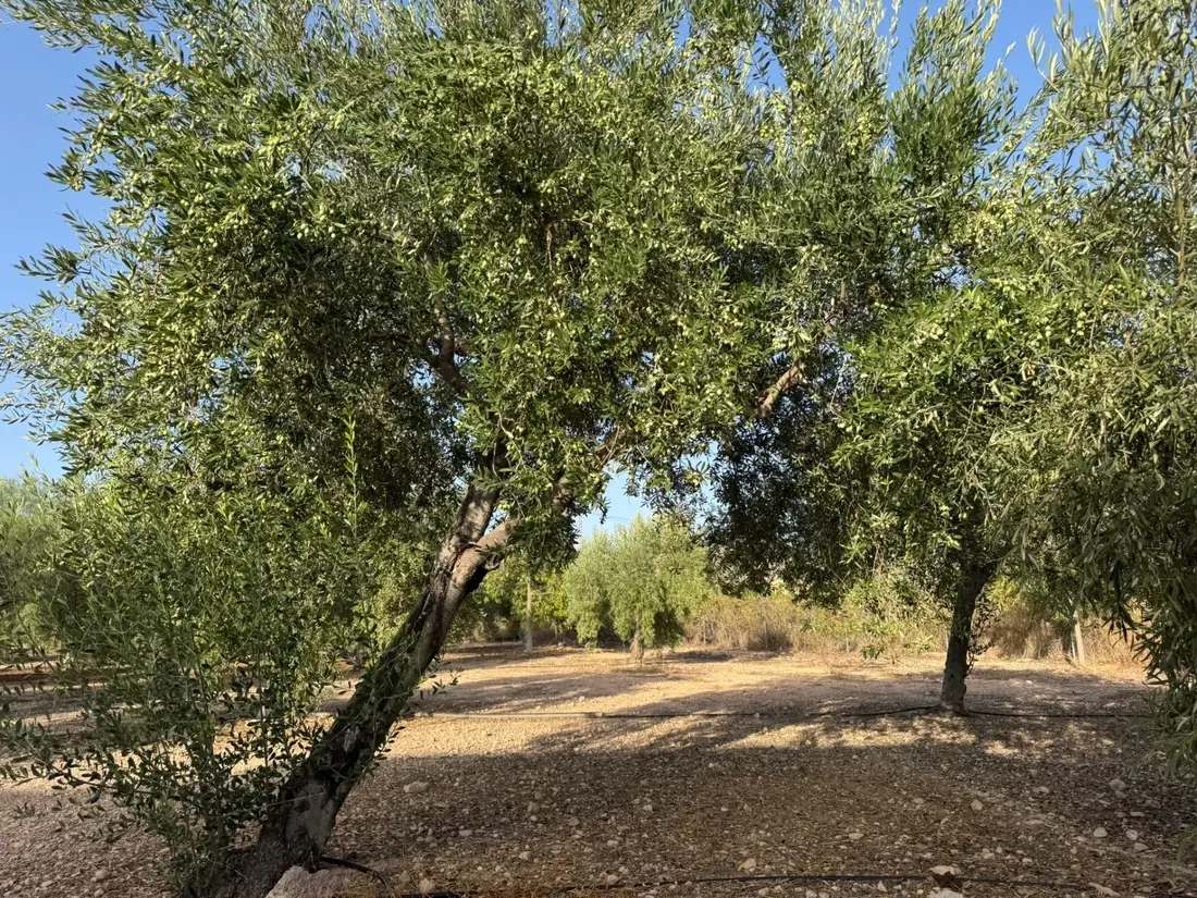 Oude olijfbomen met schaduw op de droge grond in Aspe (Alicante)