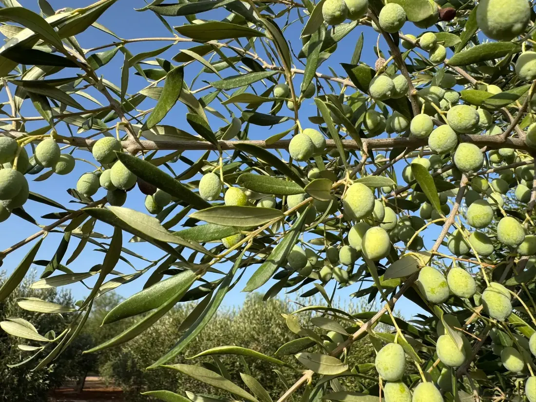 Rijpende groene olijven aan de tak in Aspe (Alicante)