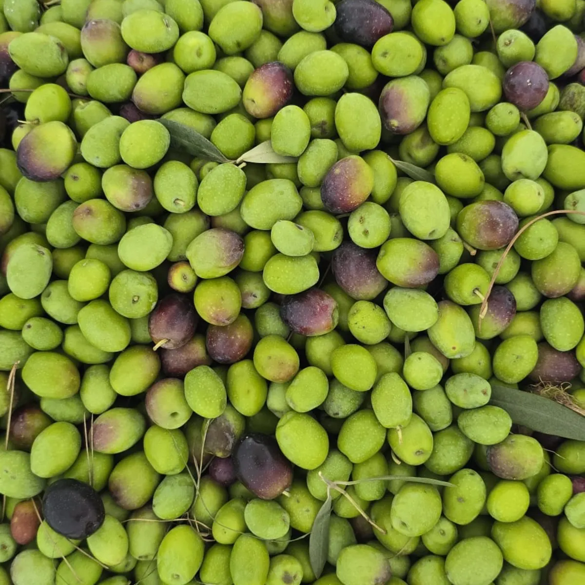 Vers geplukte groene en paarse olijven uit de oogst in Aspe (Alicante)
