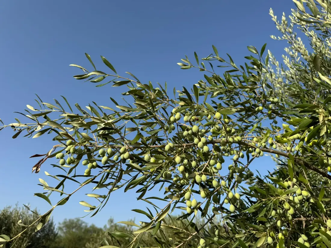 Olijventak tegen een diepblauwe hemel in Aspe (Alicante)