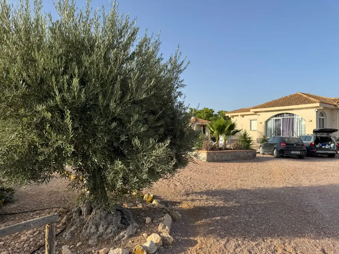Onze finca achter de olijfbomen in Aspe (Alicante)