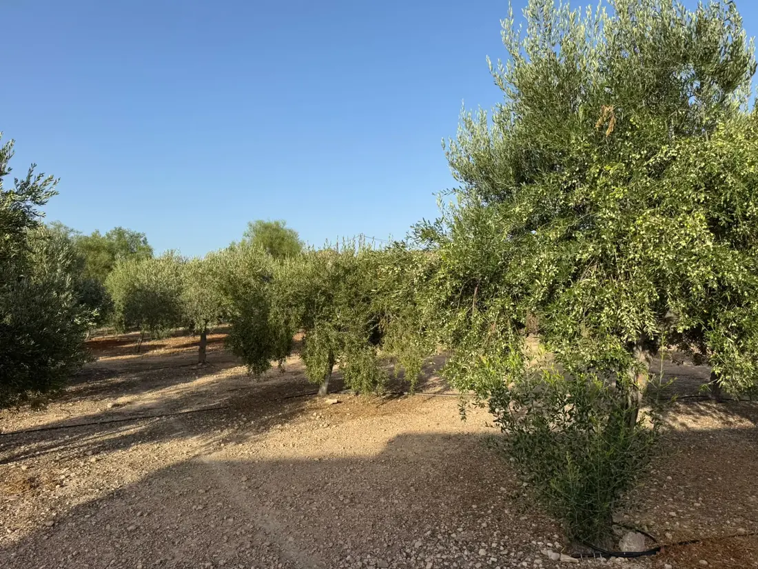 Rijen olijfbomen in onze boomgaard in Aspe (Alicante)