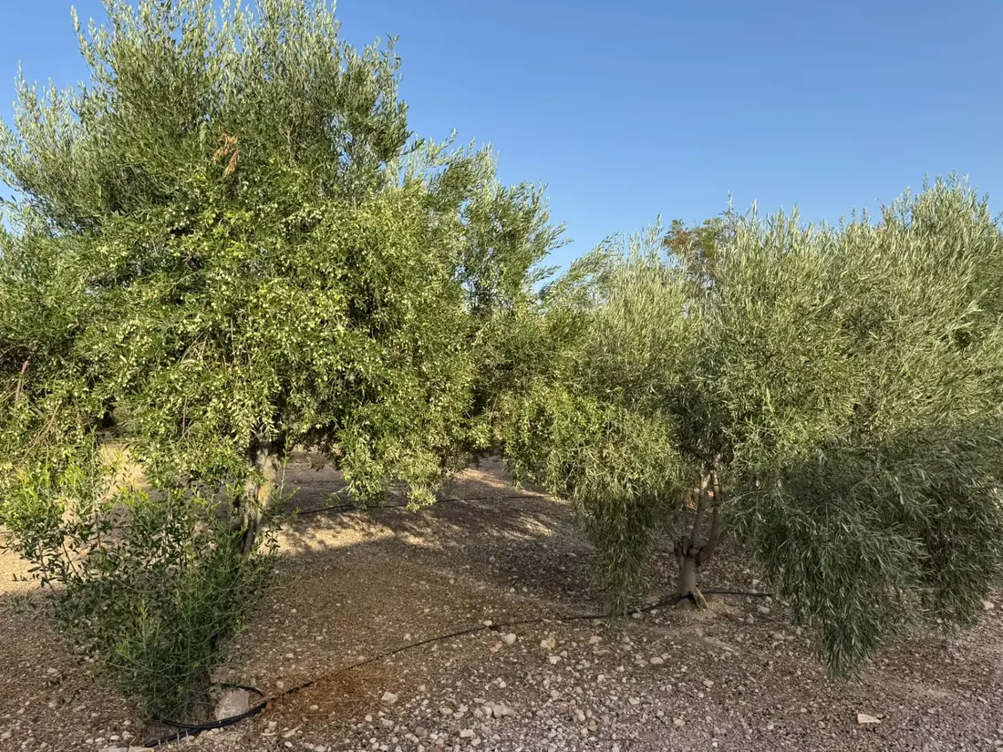 Twee olijfbomen zij aan zij in de gaard in Aspe (Alicante)