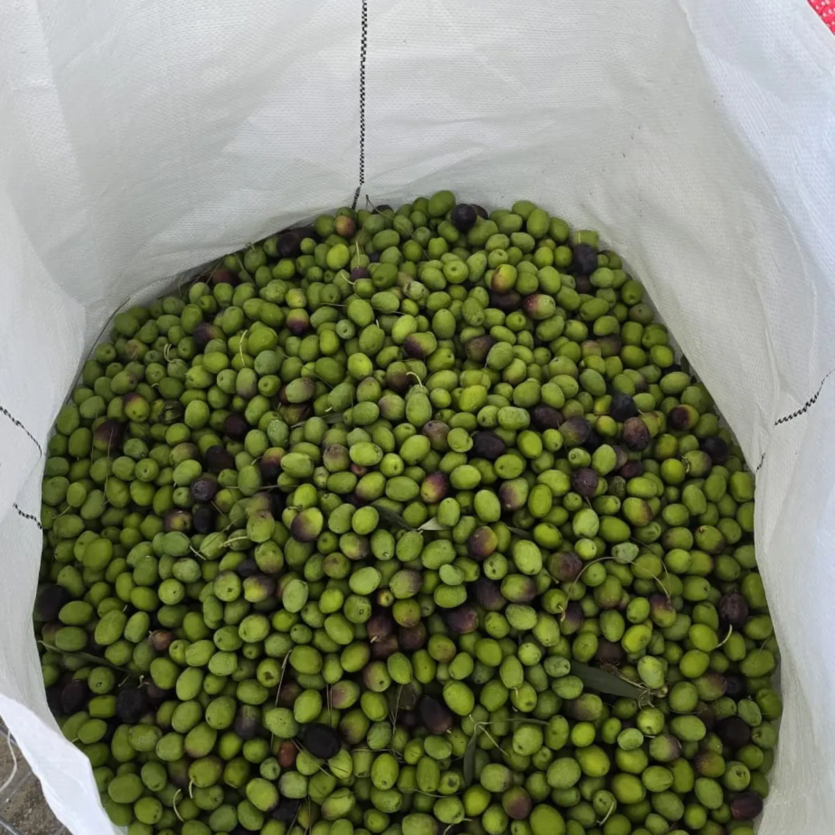 Big bag vol handgeplukte olijven onderweg naar de pers in Aspe (Alicante)
