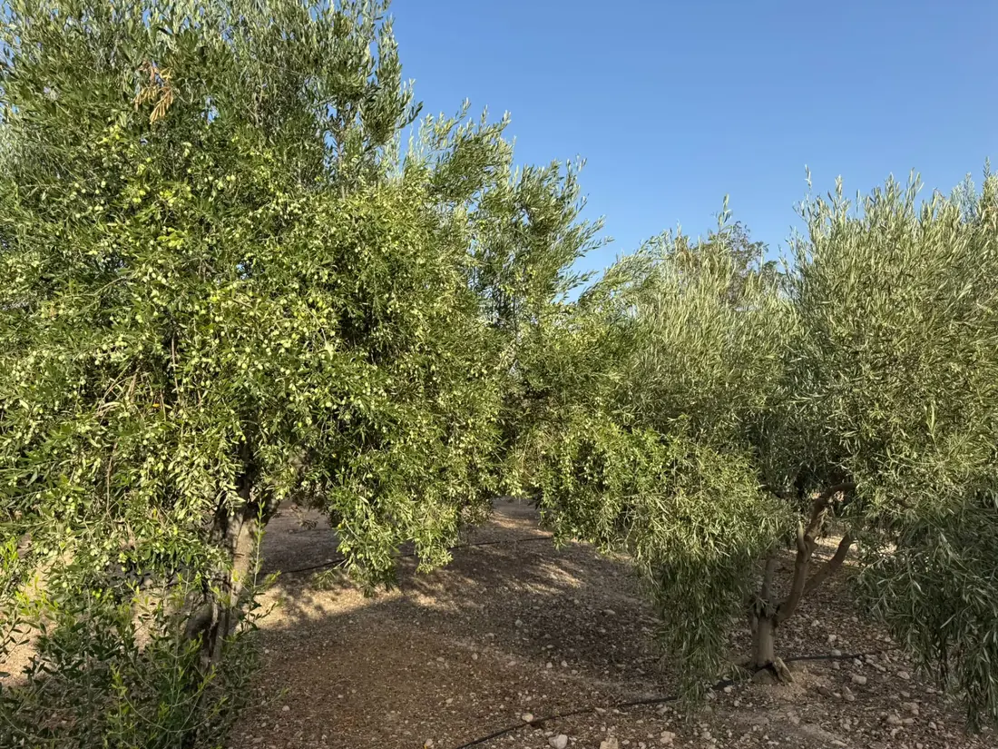 Een laan tussen de olijfbomen in Aspe (Alicante)