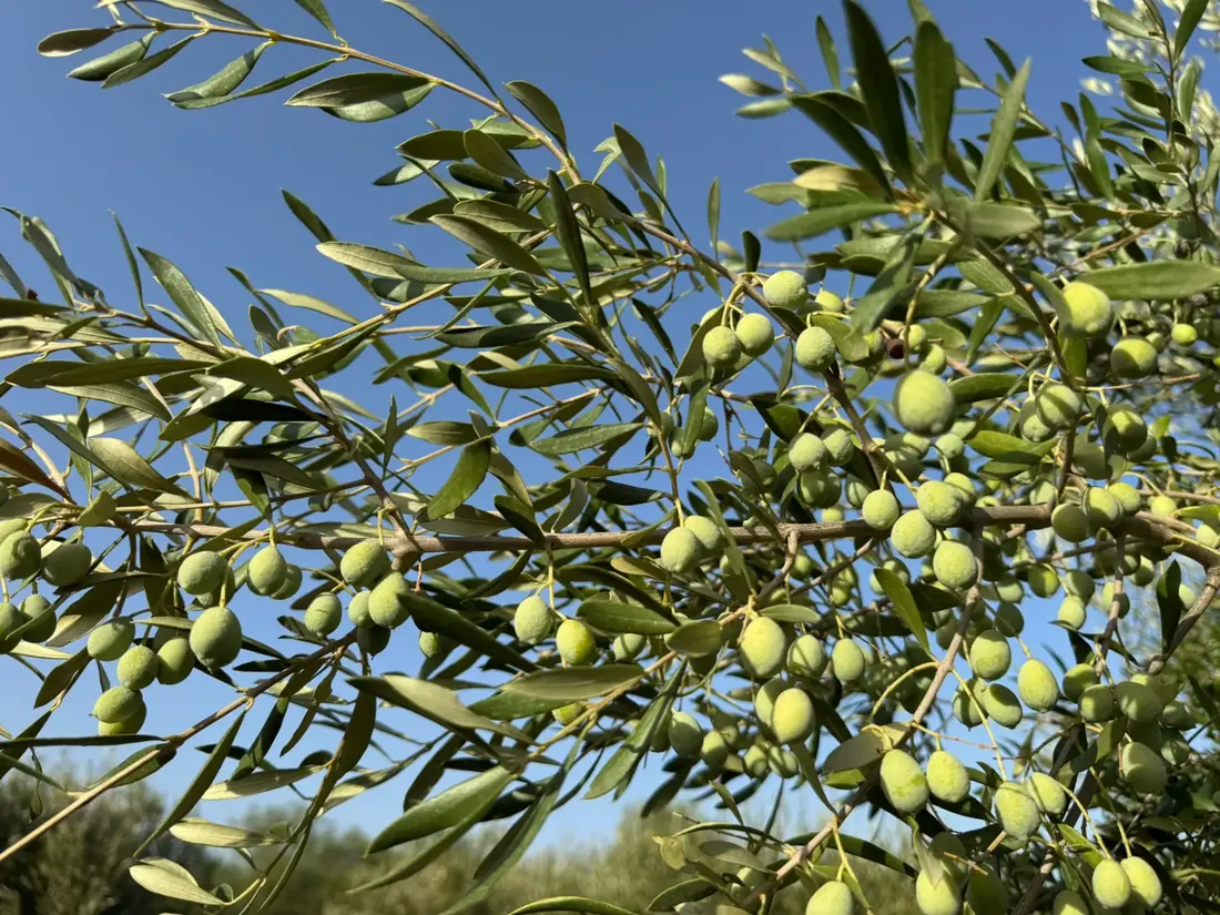 Olijven rijpend in de Spaanse zon in Aspe (Alicante)