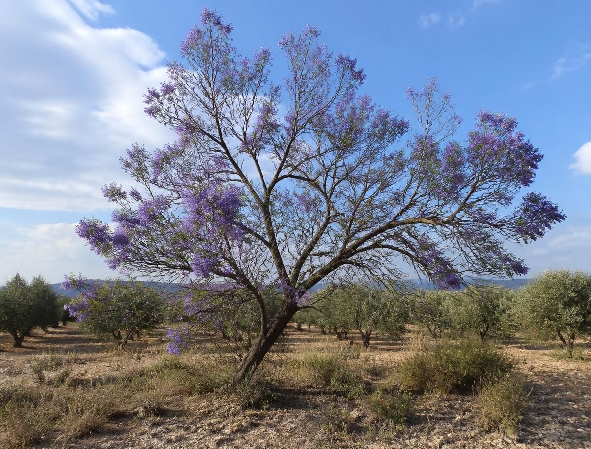 Paarse jacarandaboom tussen de olijfbomen